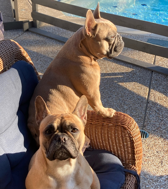 2 French Bulldogs on Chair